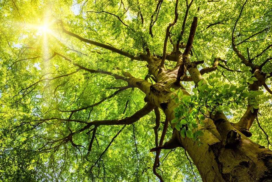 F Wald neu (jpg) | Motiv © Smileus - Fotolia.com | © Fotolia.com, Juli 2015 Baum mit Blick in Baumkrone durch die Sonnenstrahlen scheinen | Motiv © Smileus - Fotolia.com | © Fotolia.com, Juli 2015