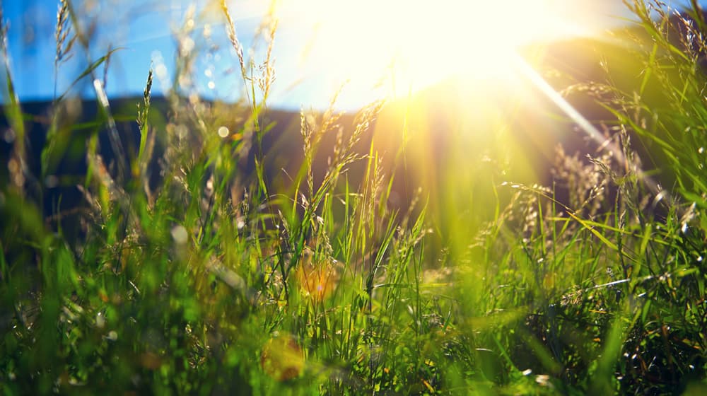 F Natur neu (jpg) | Motiv ©Subbotina Anna | © www.fotolia.com, Juni 2016 F Natur neu (jpg) | Motiv ©Subbotina Anna | © www.fotolia.com, Juni 2016